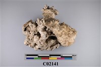 藏品(珊瑚化石)的圖片